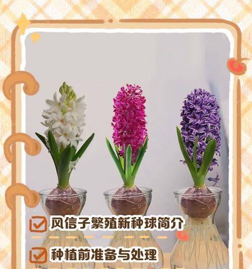 风信子水培繁殖技巧是什么？