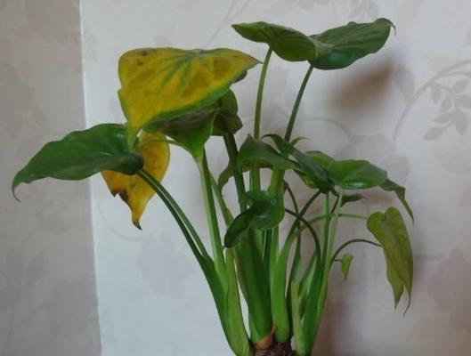 滴水观音黄叶问题如何解决？