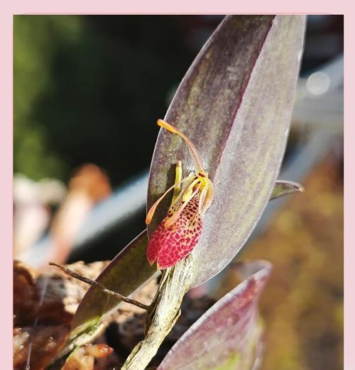 广东地区适合种植哪些兰花？兰花的养殖技巧有哪些？