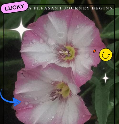 旋花是什么？它的特点是什么？