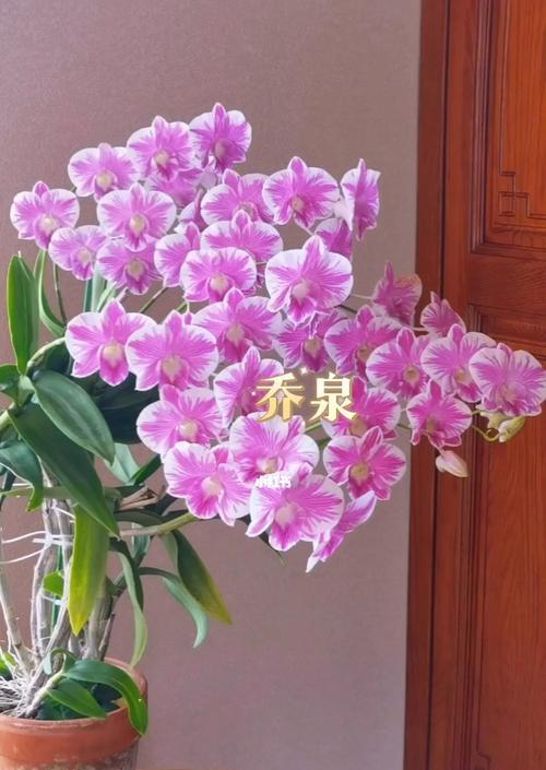 泼墨石斛的养护要点有哪些？如何保持其独特花色？