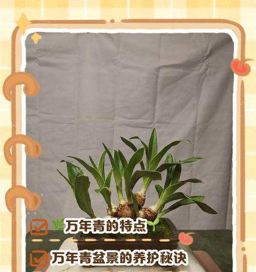 万年青发黄怎么办？万年青发黄的原因及解决方法？