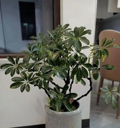 鸭脚木有哪些品种？鸭脚木品种的特征和养护方法是什么？