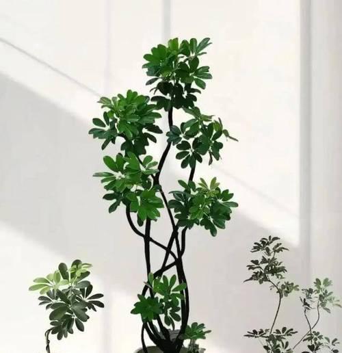 鸭脚木有哪些品种？鸭脚木品种的特征和养护方法是什么？