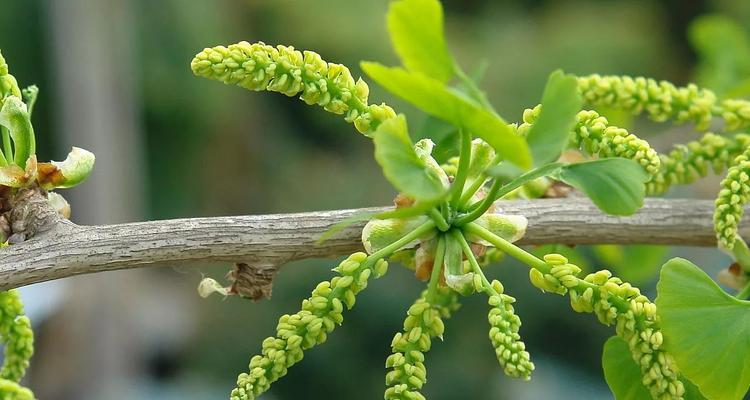 银杏树的花是什么样子的？