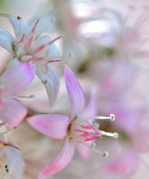 银杏树的花是什么样子的？