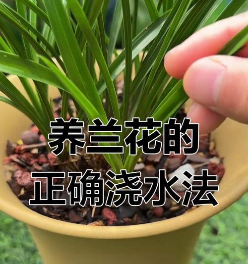 夏季高温兰花浇水技巧有哪些？