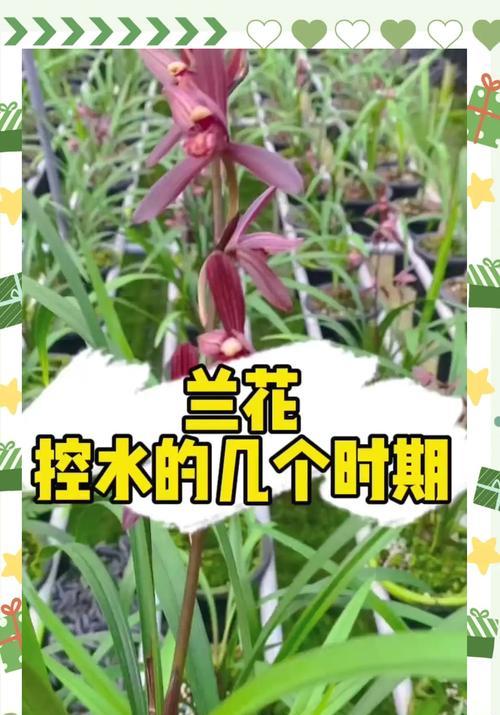 夏季高温兰花浇水技巧有哪些？