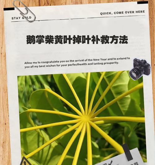 黄毛掌修剪方法是什么？