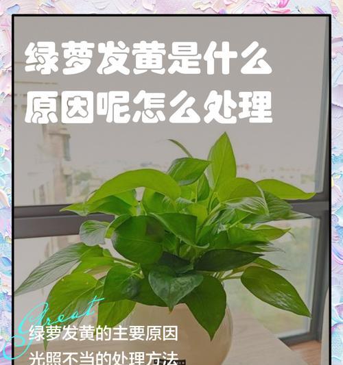 大叶绿萝出现黄叶怎么办？可能的原因及解决方法是什么？