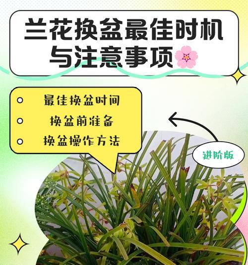 兰花换土的最佳时间和方法是什么？