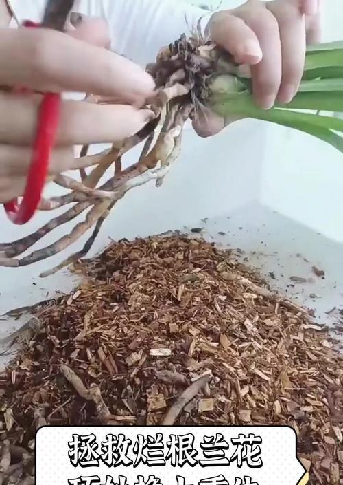 兰花换土的最佳时间和方法是什么？