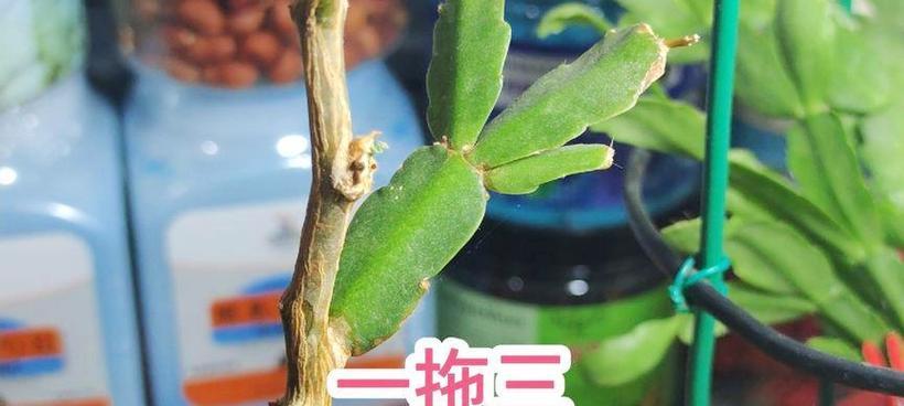 螃蟹爪嫁接后如何正确养护？