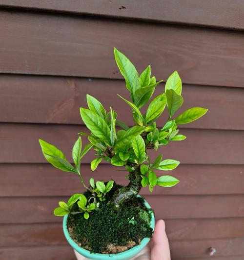 栀子花盆景的养护技巧？怎样让栀子花盆景更美观？