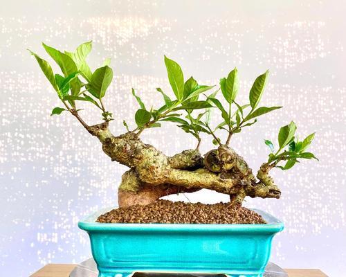 栀子花盆景的养护技巧？怎样让栀子花盆景更美观？
