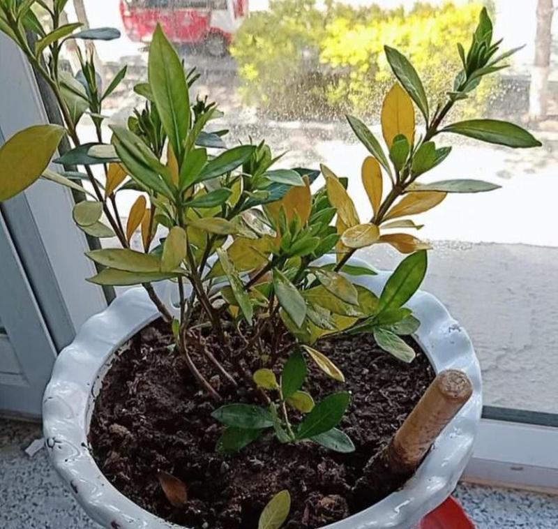 栀子花盆景的养护技巧？怎样让栀子花盆景更美观？