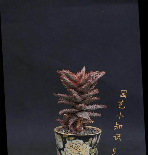 芦荟有多少种？不同种类的芦荟有何区别？