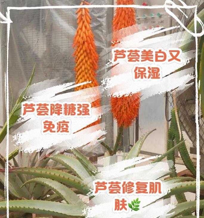 芦荟有多少种？不同种类的芦荟有何区别？