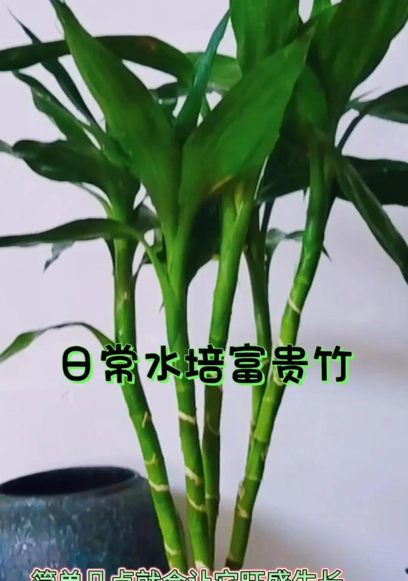 如何在冬季保持富贵竹的健康生长？