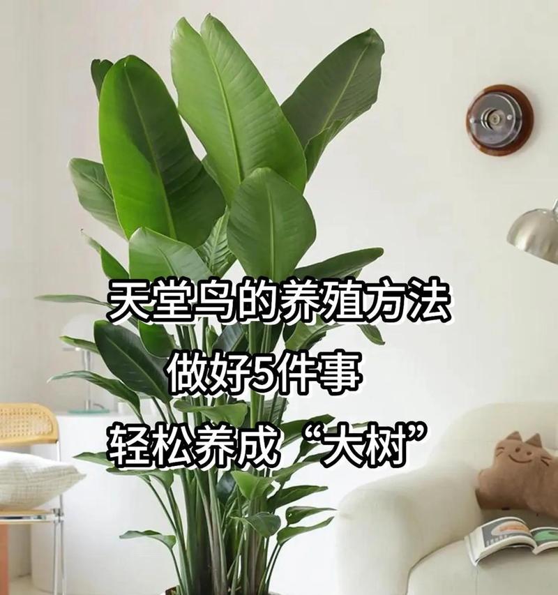 天堂鸟花的开花时间是什么时候？