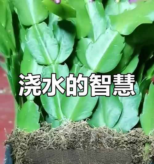 养花浇水的正确方法是什么？如何避免过度浇水或缺水？