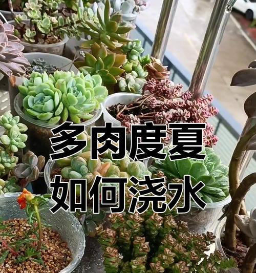 养花浇水的正确方法是什么？如何避免过度浇水或缺水？