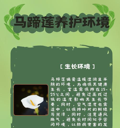 马蹄莲冬季养护的正确方法是什么？