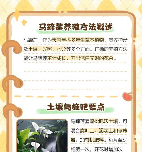 马蹄莲冬季养护的正确方法是什么？