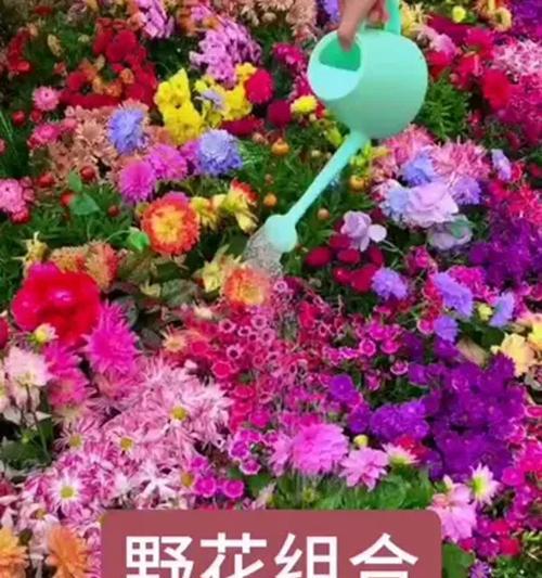 野花组合有哪些品种？如何搭配种植？