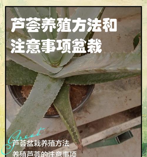 夏季芦荟的养护方法是什么？