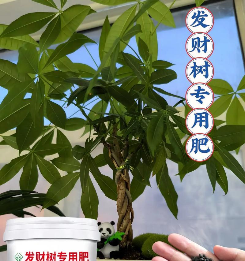 发财树施什么肥？发财树的施肥技巧与肥料选择是什么？