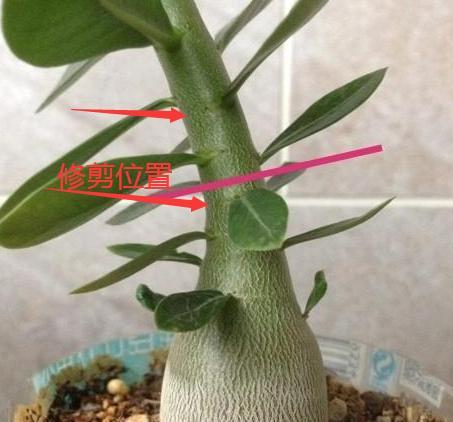 沙漠玫瑰修剪的最佳时机和方法？
