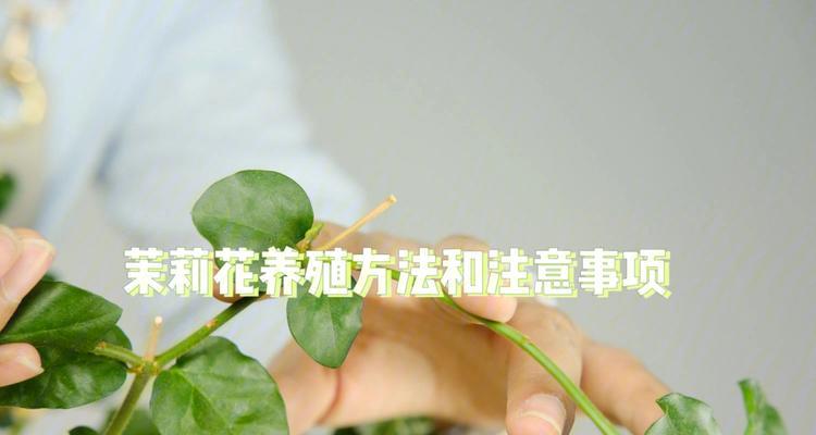 干燥花的使用方法和注意事项？