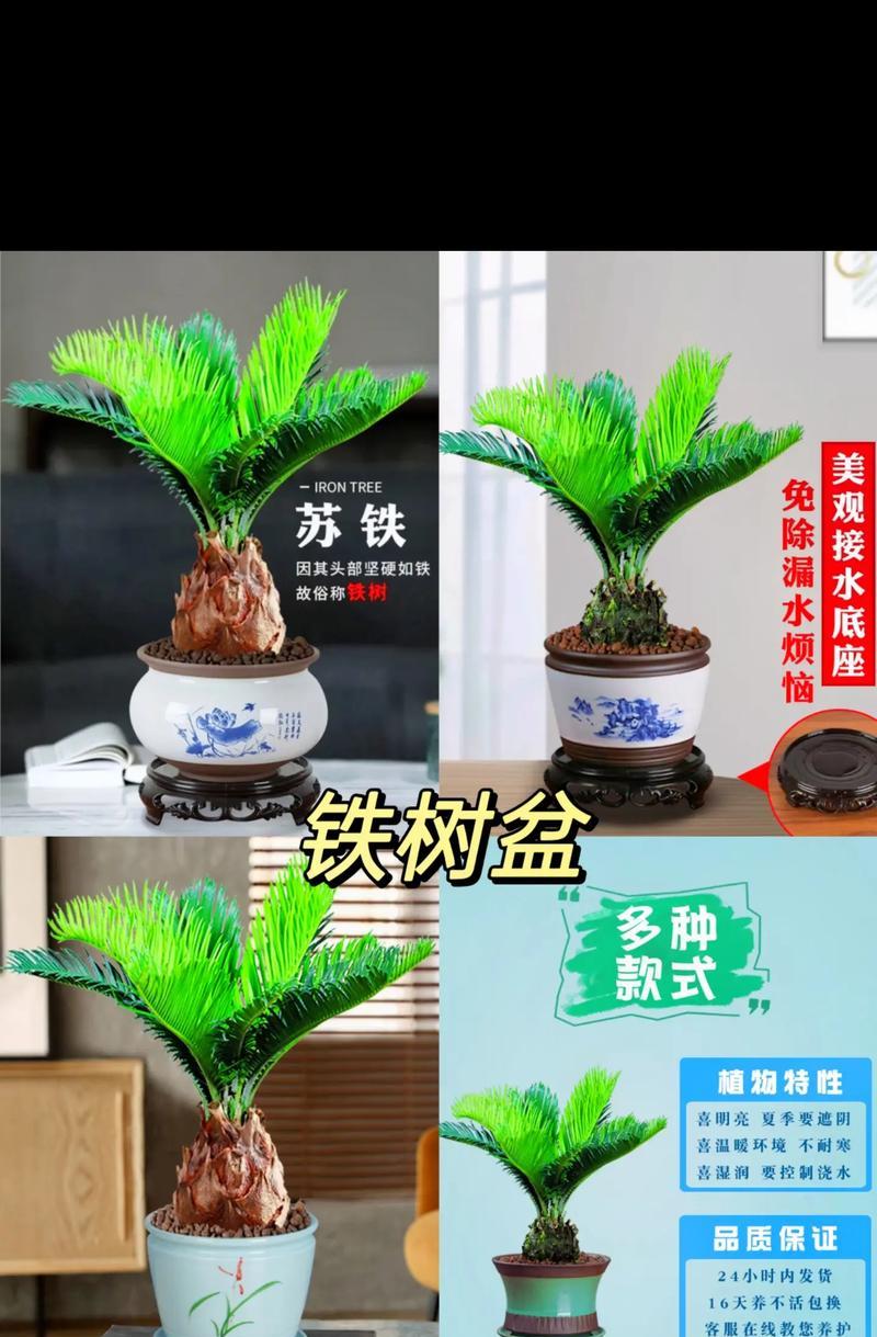 铁树盆栽的养护技巧有哪些？