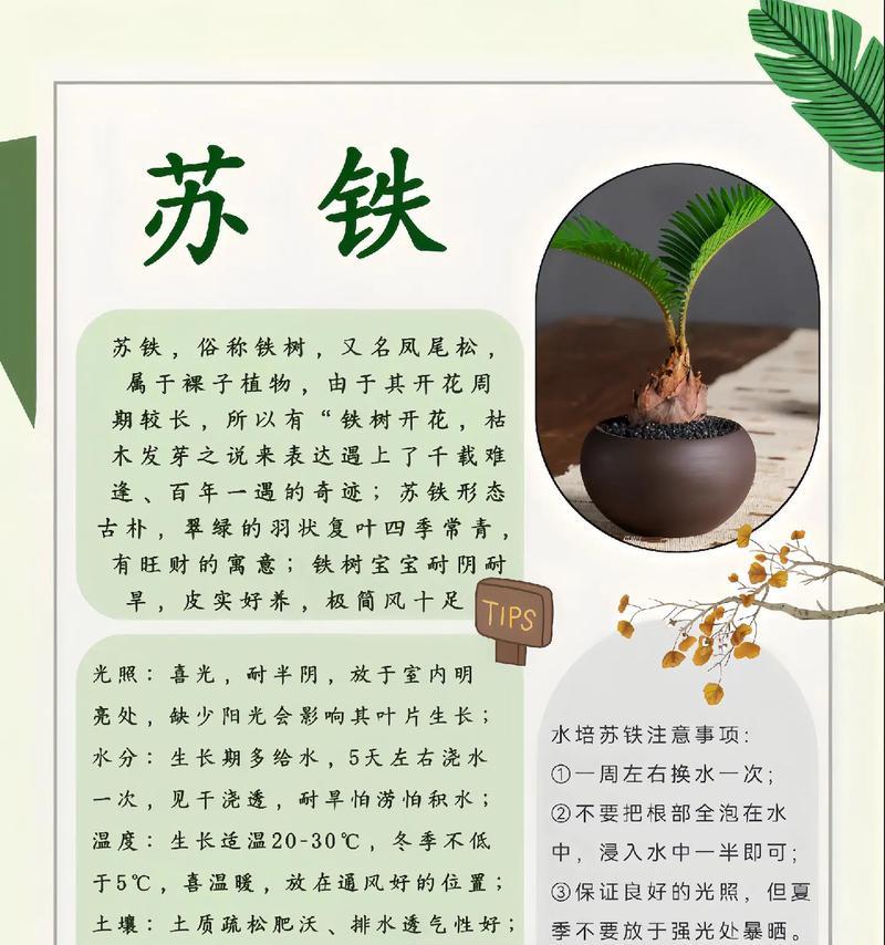 铁树盆栽的养护技巧有哪些？