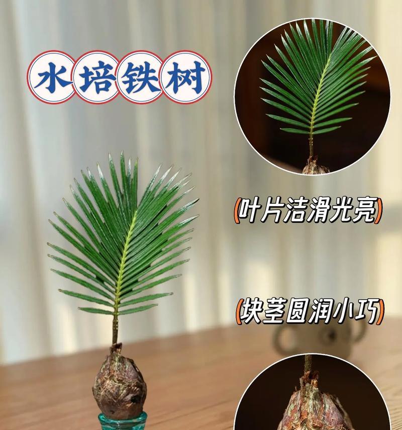 铁树盆栽的养护技巧有哪些？