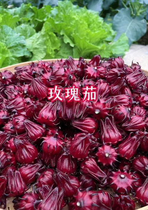 玫瑰品种有哪些分类？玫瑰品种分类的标准是什么？