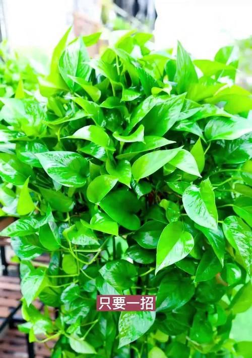 夏季绿萝的养护要点是什么？