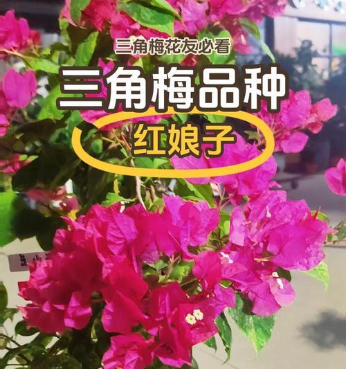三角梅常见的颜色有哪些？