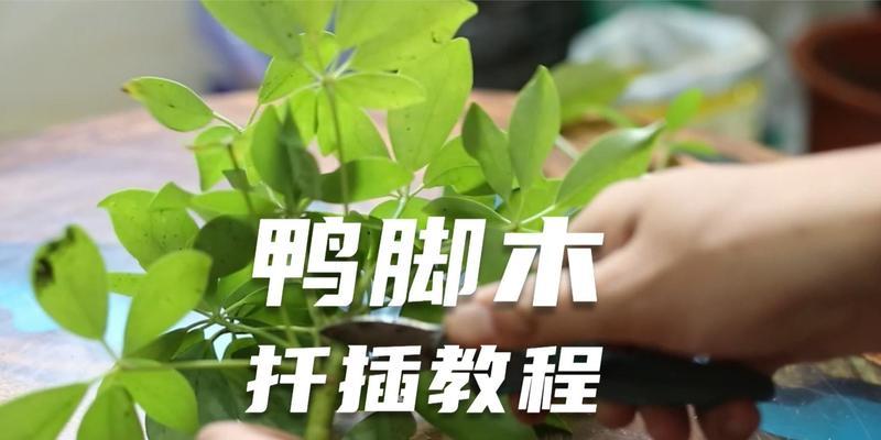 鸭脚木繁殖的正确方式有哪些？