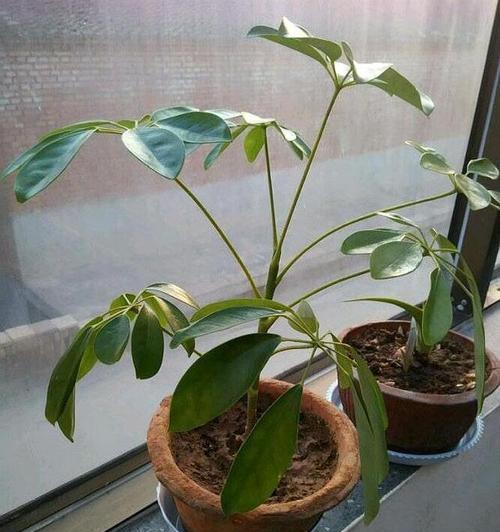 鸭脚木繁殖的正确方式有哪些？