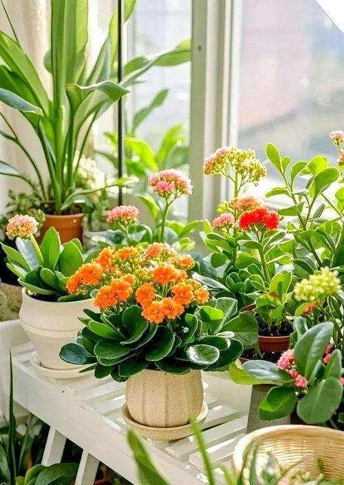 哪种花盆最适合养花？如何选择合适的花盆？