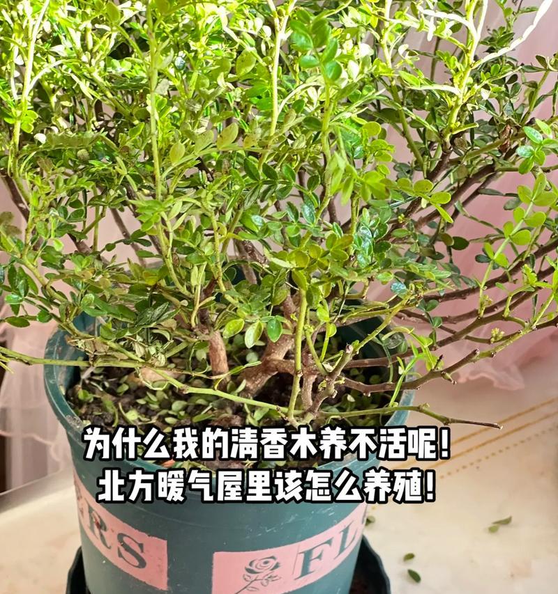 清香木叶子变黄了怎么办？有哪些可能的原因？
