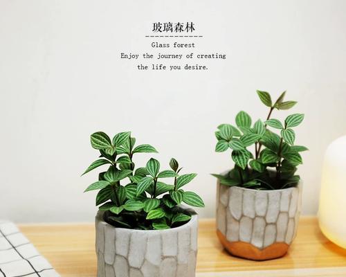 轮叶豆瓣绿的繁殖技巧是什么？