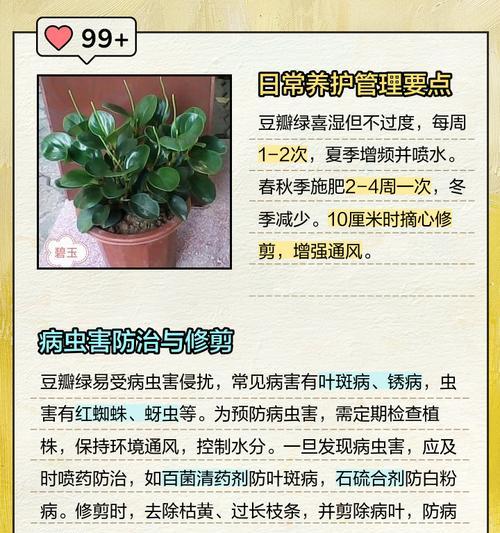 轮叶豆瓣绿的繁殖技巧是什么？