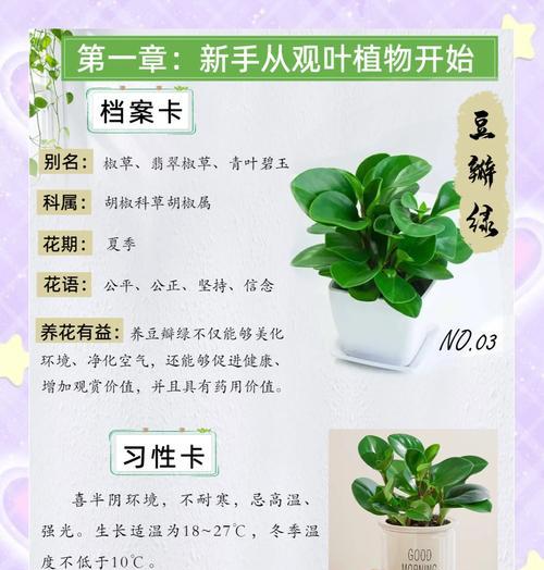 轮叶豆瓣绿的繁殖技巧是什么？