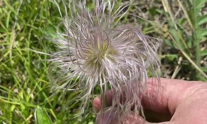 白头翁种植方法是什么？怎样才能使其开花？