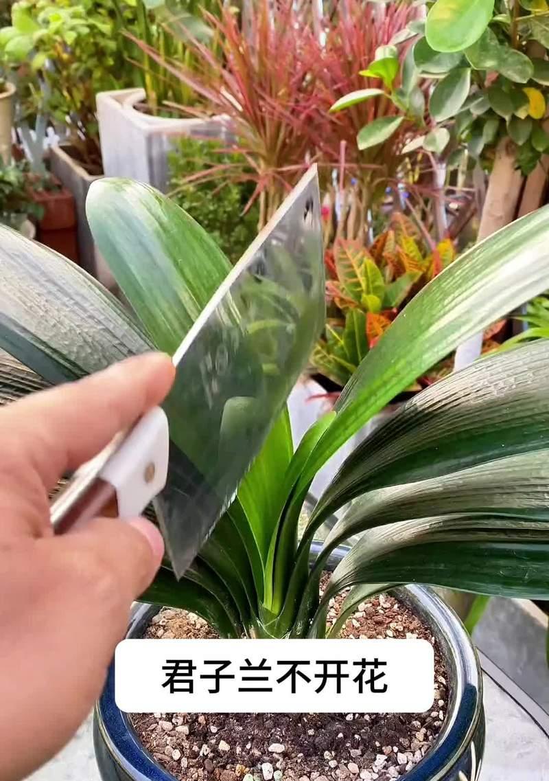 腐叶土适合哪些花？使用腐叶土的好处是什么？
