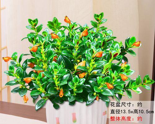 金鱼草吊兰的养殖技巧和常见问题解答？