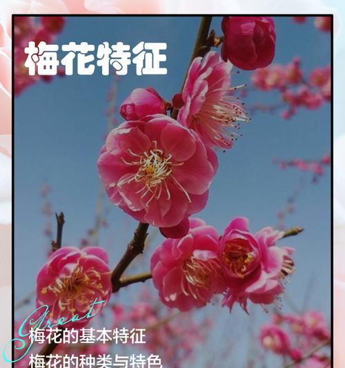 梅花有哪些品种？各自的开花时间是什么时候？